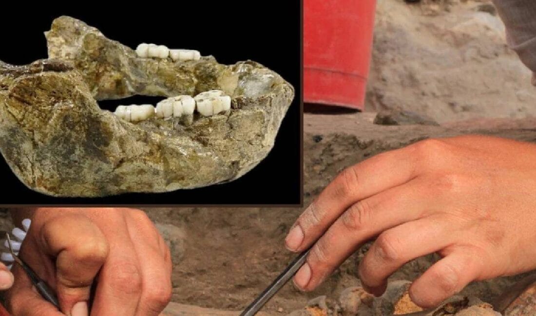 Bilim insanları, Güney Afrika'da bulunan 1,4 milyon yıllık bir çene