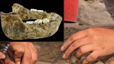 Bilim insanları, Güney Afrika'da bulunan 1,4 milyon yıllık bir çene