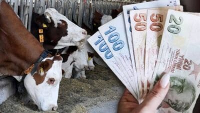 Tarım ve Orman Bakanlığı, hayvancılık destekleme ödemelerinde kesinti oranlarını değiştiren