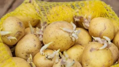 Patates, mutfakların vazgeçilmez sebzelerinden biri olmasına rağmen, yanlış saklandığında hızla
