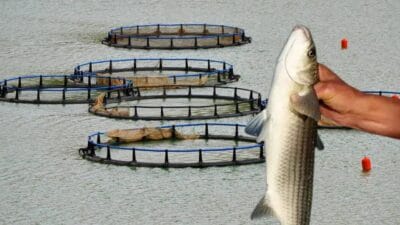 Türk su ürünleri sektörü, 2024 yılında ihracatını 2 milyar dolar