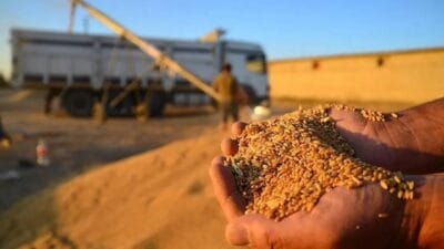 Güneydoğu Anadolu Bölgesi, Ocak ayında hububat, bakliyat, yağlı tohumlar ve