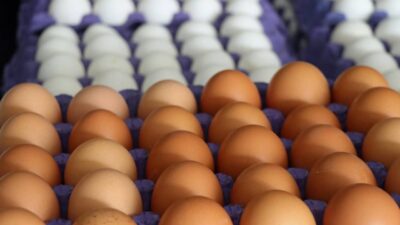 Yumurta Üreticiler Merkez Birliği (YUM-BİR) Başkanı İbrahim Afyon, kuş gribi