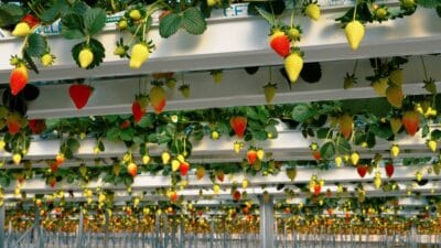 Son yıllarda küresel ekonomik koşullardaki hızlı değişim, yatırımcıları alternatif yatırım