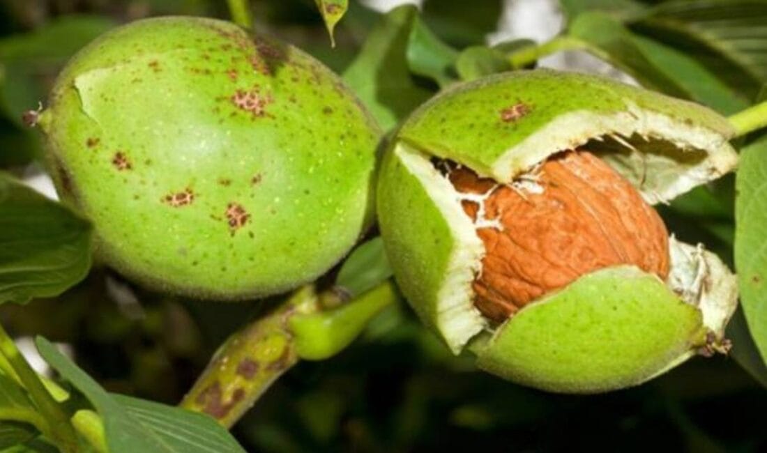 Cevizi yiyip kabuğunu çöpe atmaya son. Uzmanlar, ceviz kabuğunun saç