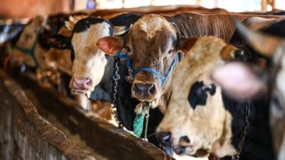 Kurban Bayramı öncesinde, Resmi Gazete’de duyurulan “2025 Kurban Hizmetleri Tebliği”