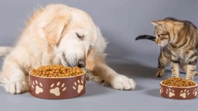 Amerika Birleşik Devletleri’nde evcil hayvan sahiplerini ilgilendiren kritik bir sağlık