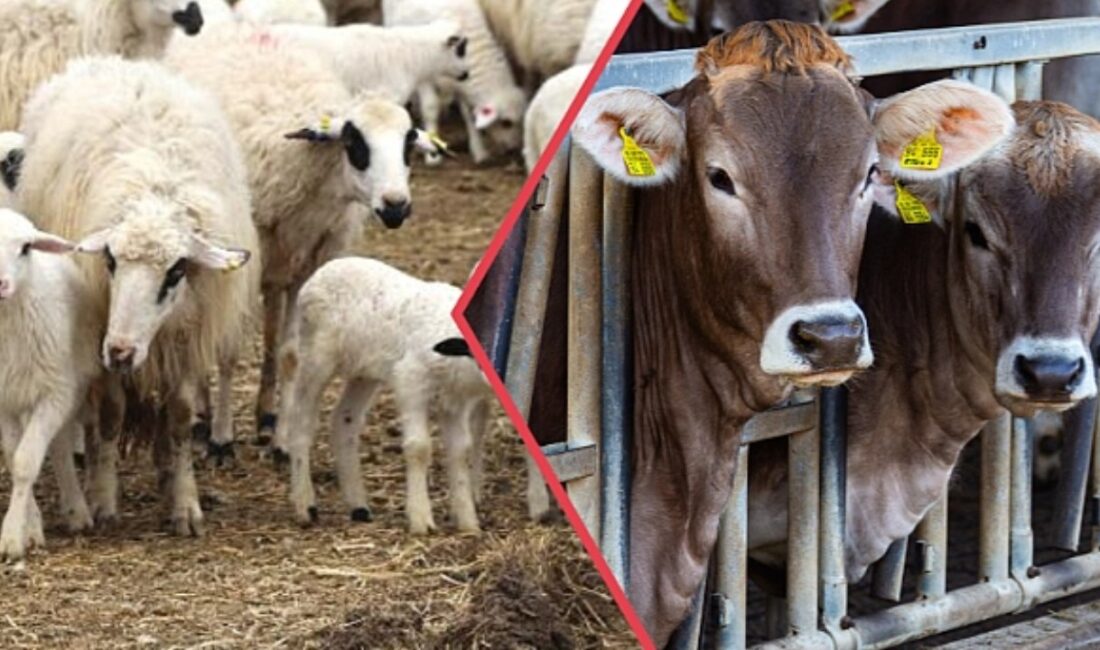 Kurban Bayramı’na iki aydan az bir süre kala kurbanlık fiyatları