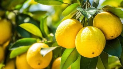 Ticaret Bakanlığı, Adana, Mersin ve Hatay'da etkili olan soğuk hava