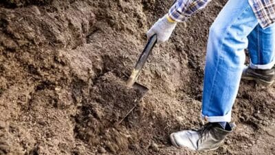 Bahar aylarının etkisiyle topraktan çıkarak yüzeye çıkan salyangozlar, birçok kişi