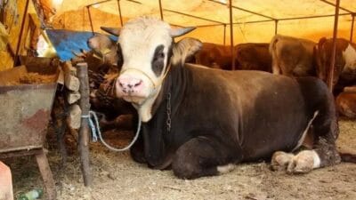 Türkiye Ziraat Odaları Birliği (TZOB) Genel Başkanı Şemsi Bayraktar, yaklaşan