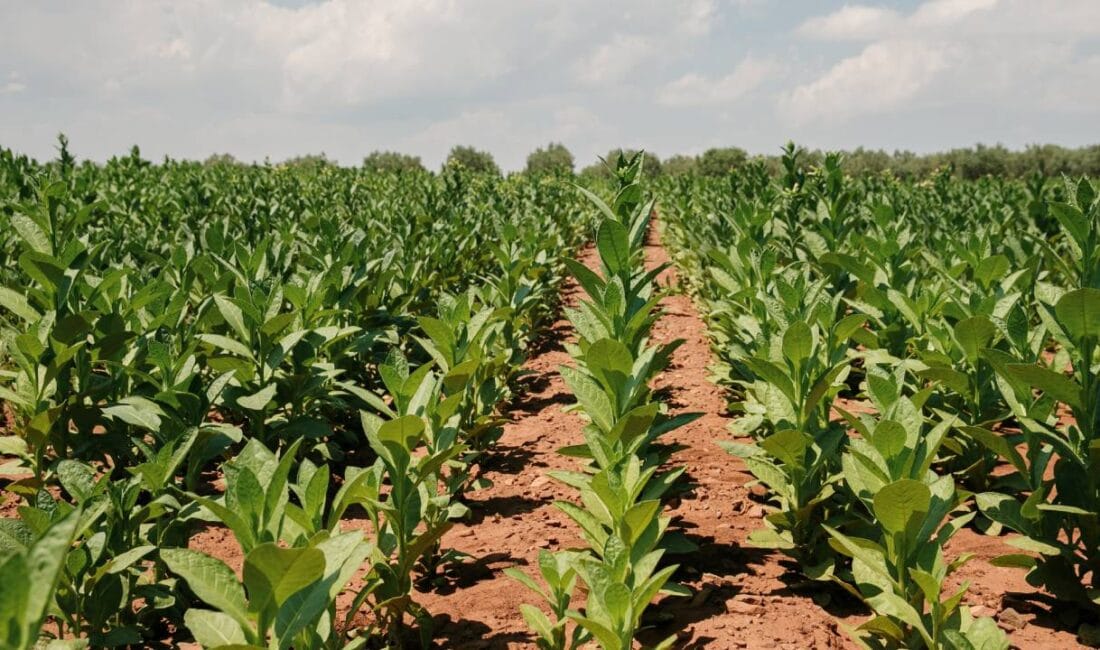 Ege Bölgesi'nin köklü ihraç ürünlerinden tütün, son bir yıllık dönemde