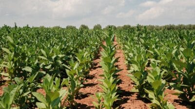 Ege Bölgesi'nin köklü ihraç ürünlerinden tütün, son bir yıllık dönemde