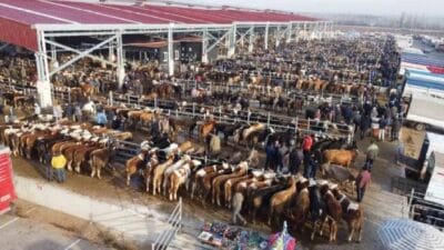 Tarım ve Orman Bakanlığı, şap hastalığındaki endişe verici artış nedeniyle