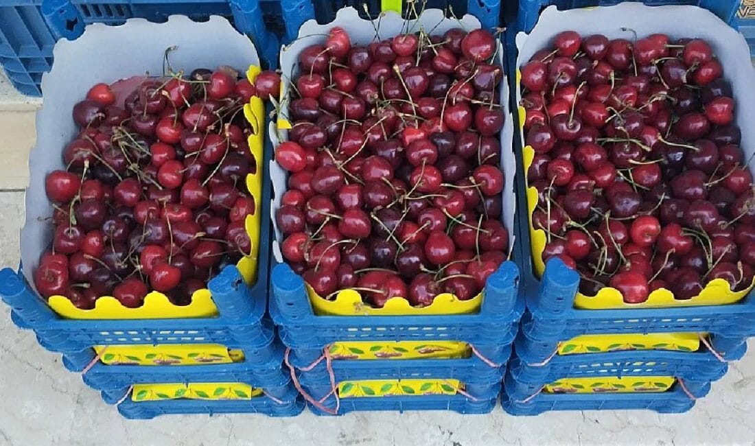 Türkiye’nin dünyada lider olduğu kiraz üretiminde, Mart ve Nisan aylarında