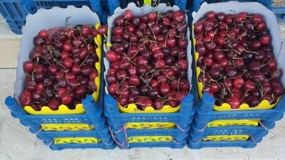 Türkiye’nin dünyada lider olduğu kiraz üretiminde, Mart ve Nisan aylarında