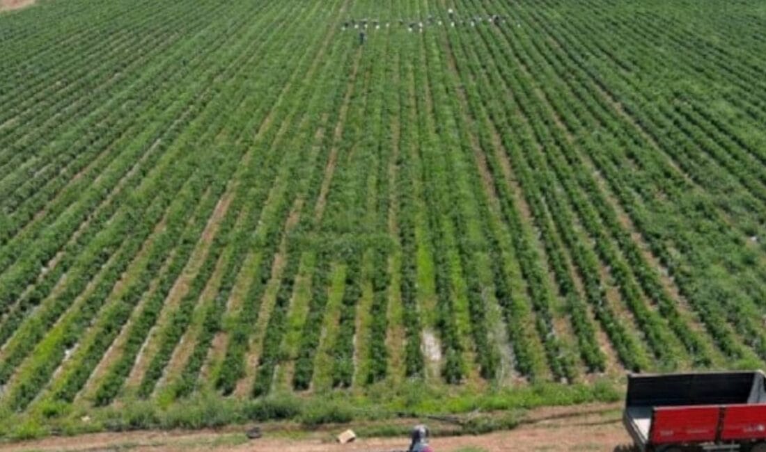Bu yıl fıstık rekoltesindeki düşüş, fiyatları rekor seviyelere taşıdı. Geçen