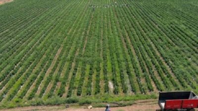 Bu yıl fıstık rekoltesindeki düşüş, fiyatları rekor seviyelere taşıdı. Geçen