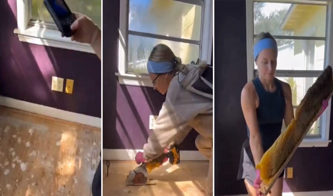 Bir çiftçinin evinin döşemesi altından çıkan dev arı kolonisi şaşkınlık