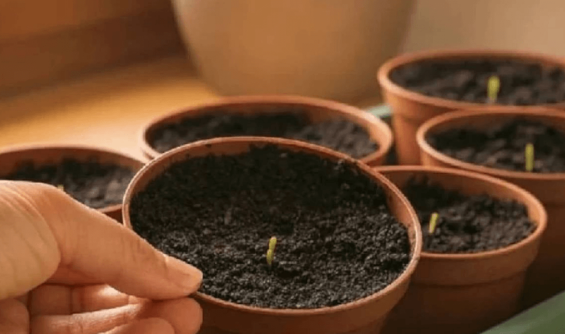 Lavanta, içerdiği doğal uçucu yağlar sayesinde ortam havasını temizliyor, kötü