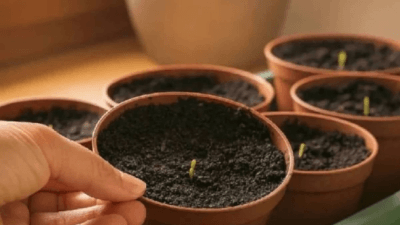 Lavanta, içerdiği doğal uçucu yağlar sayesinde ortam havasını temizliyor, kötü