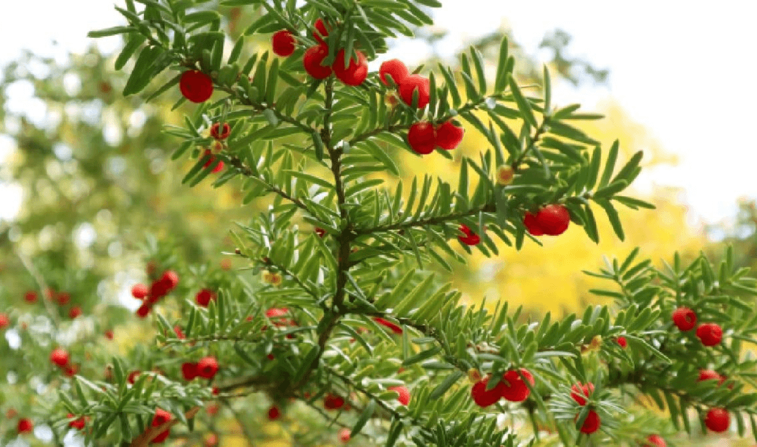 Uzmanlara göre porsuk ağacının kabuğu, iğneleri, yaprakları, meyveleri ve tohumları