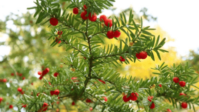 Uzmanlara göre porsuk ağacının kabuğu, iğneleri, yaprakları, meyveleri ve tohumları