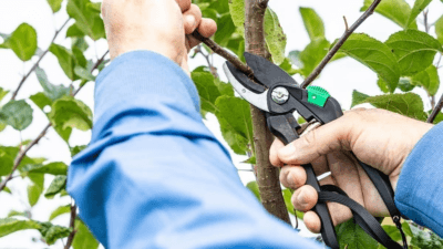 Kasım ayında yapılan budama, bitkinin dinlenme sürecine geçmeden önce enerji