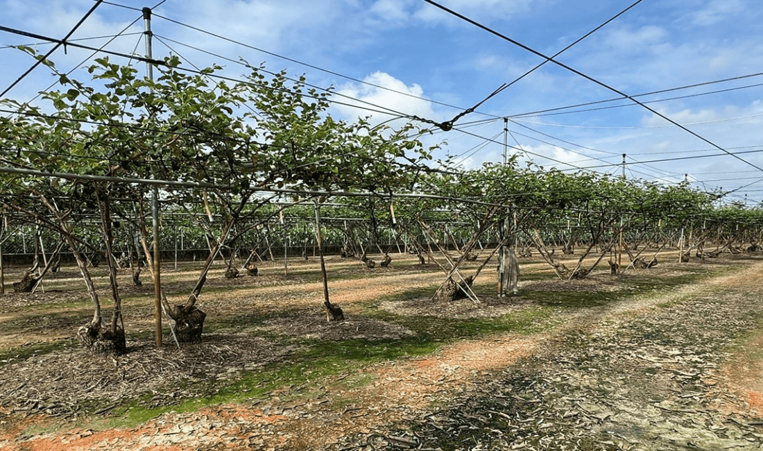 Türkiye’nin birçok bölgesinde köylüler son dönemde yeni bir ürünle tanışıyor.
