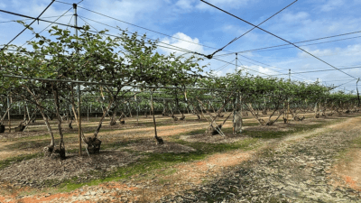 Türkiye’nin birçok bölgesinde köylüler son dönemde yeni bir ürünle tanışıyor.