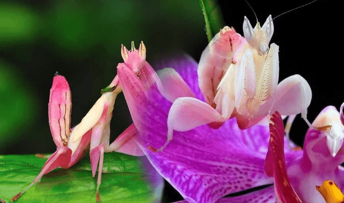 Sosyal medyada ve doğa belgesellerinde sıkça karşımıza çıkan, pembe ve