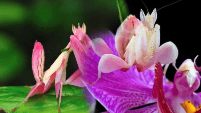 Sosyal medyada ve doğa belgesellerinde sıkça karşımıza çıkan, pembe ve