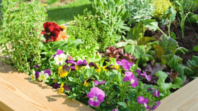 House Beautiful dergisine göre, sonbahar ekimi, özellikle çok yıllık bitkiler