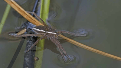 İngiltere’de, neslinin tükendiği düşünülen ve avuç içi büyüklüğüne ulaşabilen dev