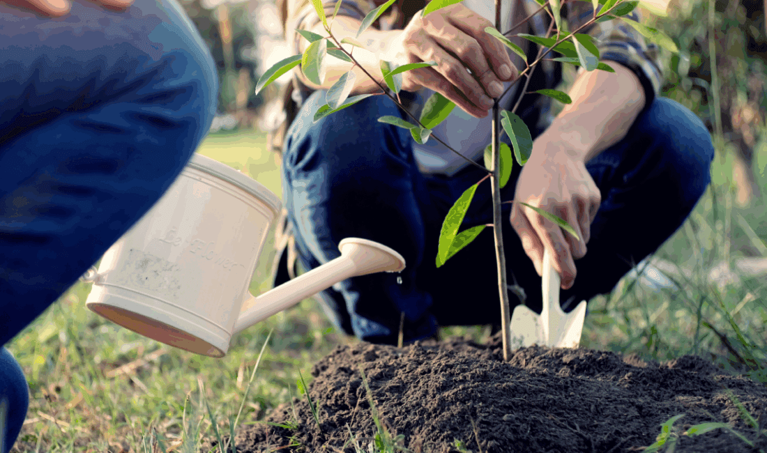 100 yıla kadar meyve veren ağaçlar açıklandı: Kasım ayında dikiliyor 5 ağaçtan birini bile dikseniz 50 yıl boyunca meyvesini toplarsınız.