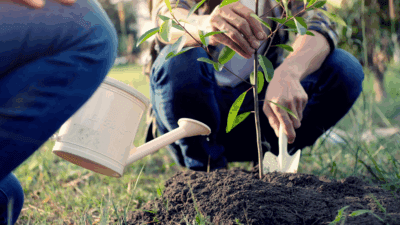 5 ağaçtan birini bile dikseniz 50 yıl boyunca meyvesini toplarsınız.