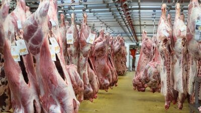 Almanya’nın Aşağı Saksonya eyaletine bağlı Braunschweig kentinde faaliyet gösteren köklü