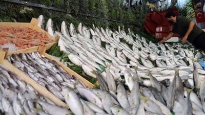 Havaların soğumasıyla birlikte denizler bereketlendi. Balık sezonunun en zengin dönemlerinden