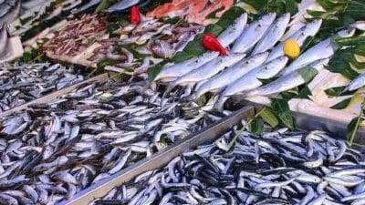 Beslenme uzmanları, kalp ve beyin sağlığını korumada en etkili balık