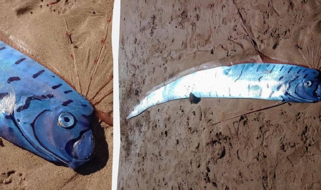 Tazmanya kıyılarında bulunan üç metrelik dev kürek balığı, bölge sakinlerinde