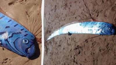 Tazmanya kıyılarında bulunan üç metrelik dev kürek balığı, bölge sakinlerinde