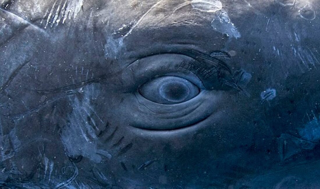 Balinalar aynı insanlar gibi konuşuyorlar: Sesli harfleri ve dil bilgisi kuralları var Bilim insanları, okyanusların derinliklerinde yaşayan insan dışı bir türün gizemli