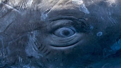 Bilim insanları, okyanusların derinliklerinde yaşayan insan dışı bir türün gizemli