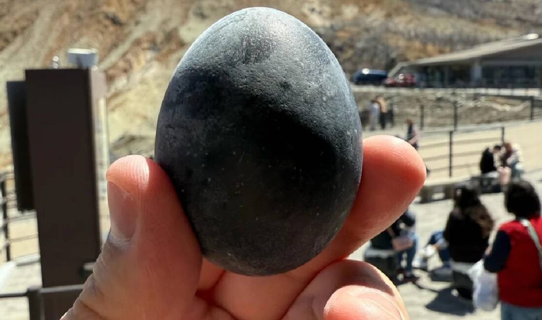 Bu yumurtalar altından daha değerli: Tanesi 403 liraya satılıyor Dünyada nadir bulunan ırklardan biri olan Cayuga ördeğinin yumurtası, hem