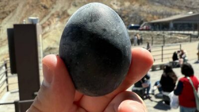 Dünyada nadir bulunan ırklardan biri olan Cayuga ördeğinin yumurtası, hem