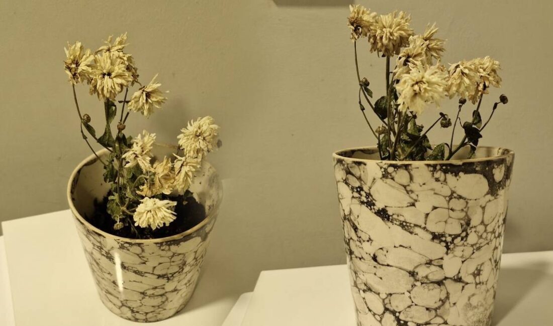 Solan çiçekleri hızlıca yeniden canlandıran yöntem Evlerde yetiştirilen süs bitkileri, özellikle orkide gibi hassas türler, bakım