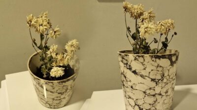 Evlerde yetiştirilen süs bitkileri, özellikle orkide gibi hassas türler, bakım