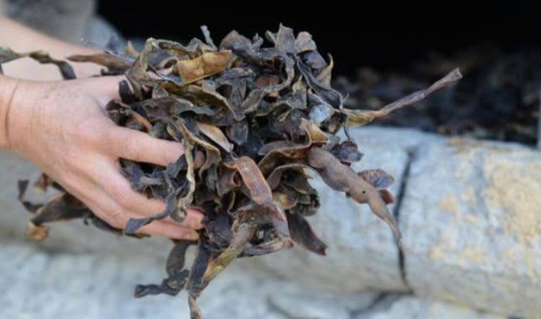 Odun fırınında günlerce kurutulan fırın fasulyesi, bu yıl pazarlarda rekor