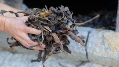 Odun fırınında günlerce kurutulan fırın fasulyesi, bu yıl pazarlarda rekor