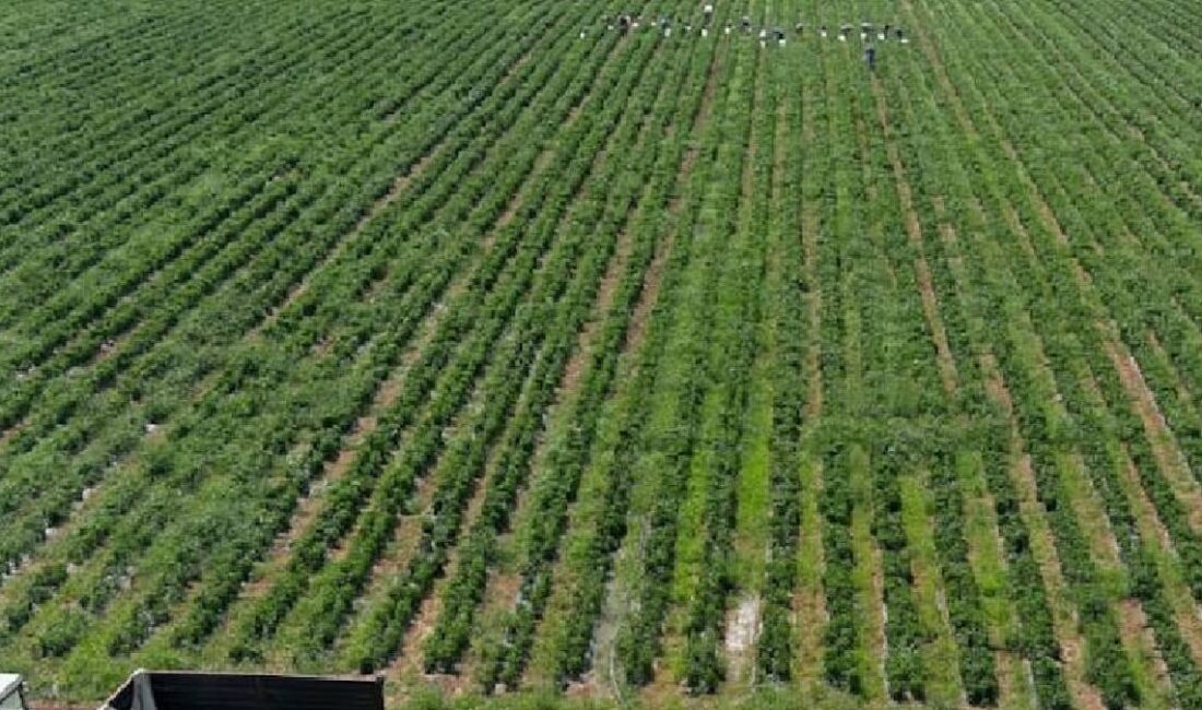 Son yıllarda sağlıklı beslenme trendlerinin etkisiyle birçok sebze altın çağını